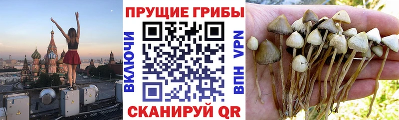 Псилоцибиновые грибы мицелий  закладки  Белогорск 